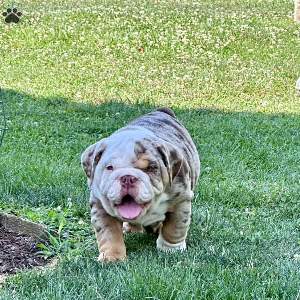 Jax, English Bulldog Puppy